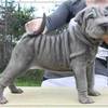 Thumb blue sharpei 11