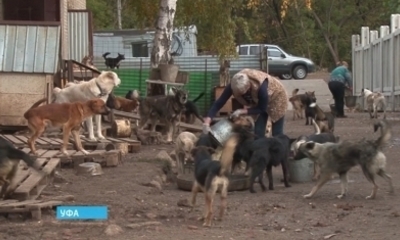 Приют для собак уфа фото