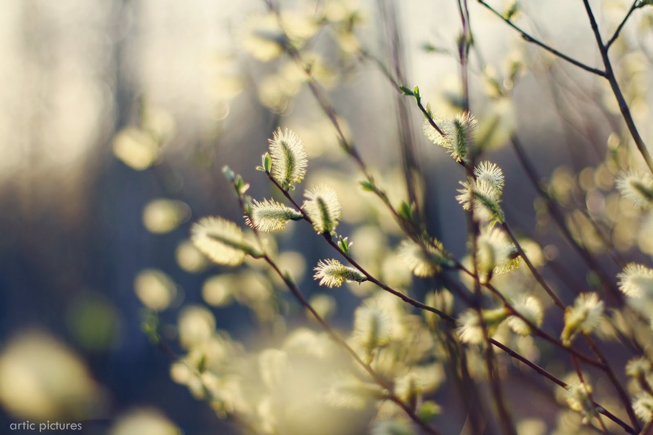 Верба небо. Верба. Верба 16:9. Солнечная верба. Верба цветет.