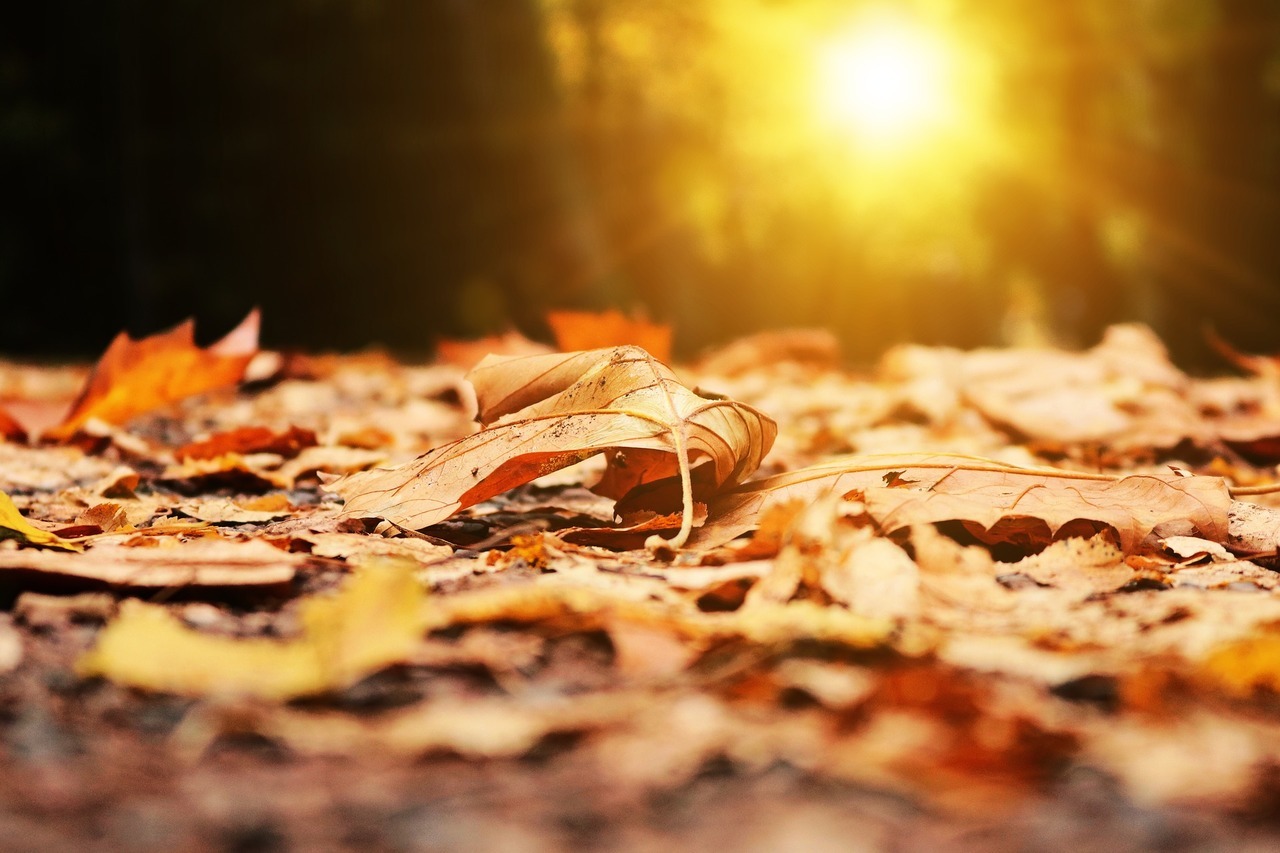 Осень наступила падают листы